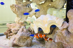 AQUARIUM3